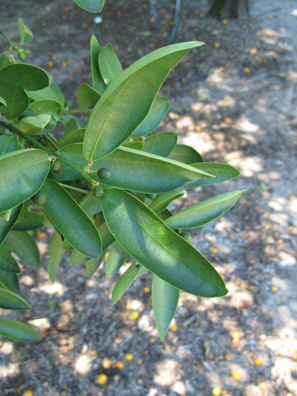              Shade leaves (Winter Haven, FL)       